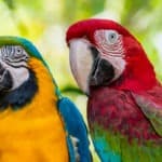 Macaw