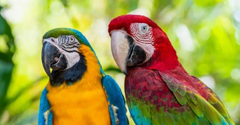 Blue and Gold Macaw or Ara Ararauna and Green Winged Macaw