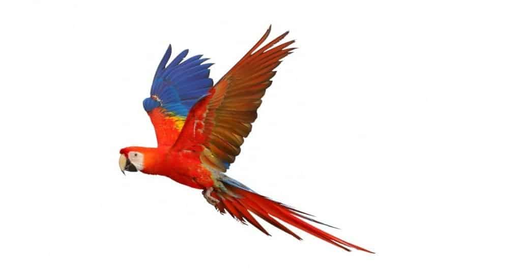 macaw bird in flight