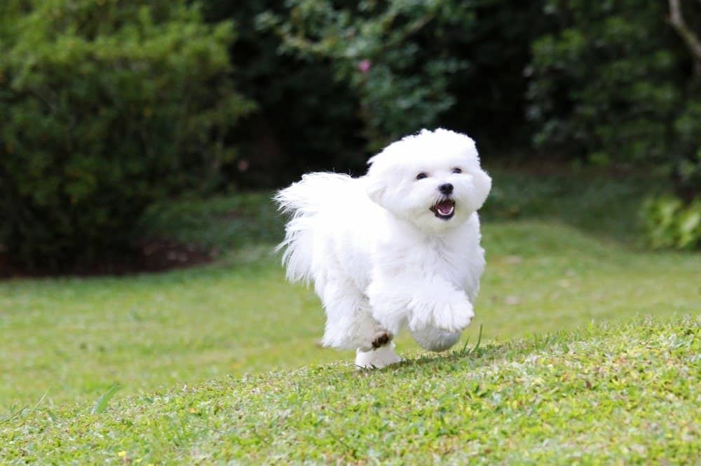 Maltese dog running on the background of green grass and plants