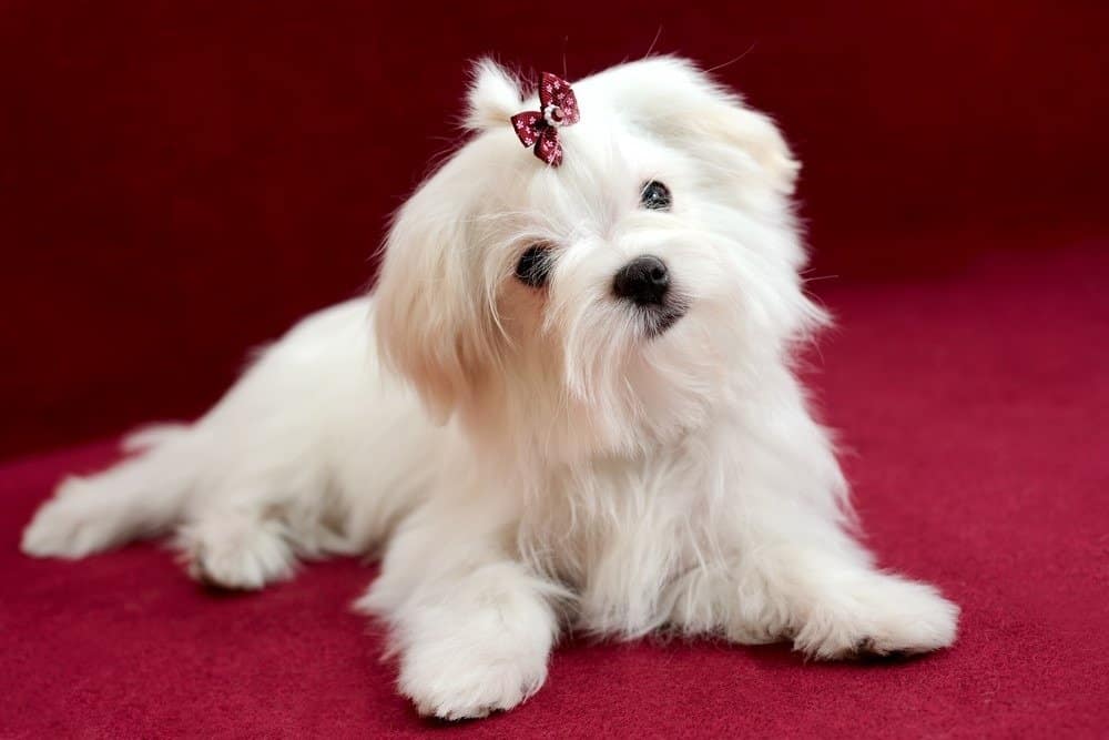 Portrait of a cute white long-haired Maltese girl on a red background. The puppy in the photo is 4 months old.