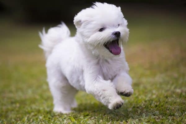 Maltese are a toy dog breed. They are hypoallergenic dogs with white hair. Maltese were most likely bred from spitz type dogs.