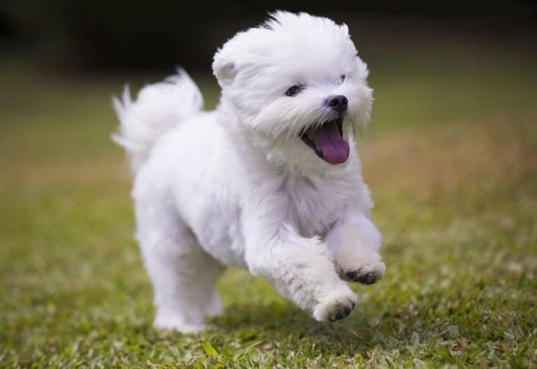 Prettiest / Cutest Dogs - Maltese puppy running on grass