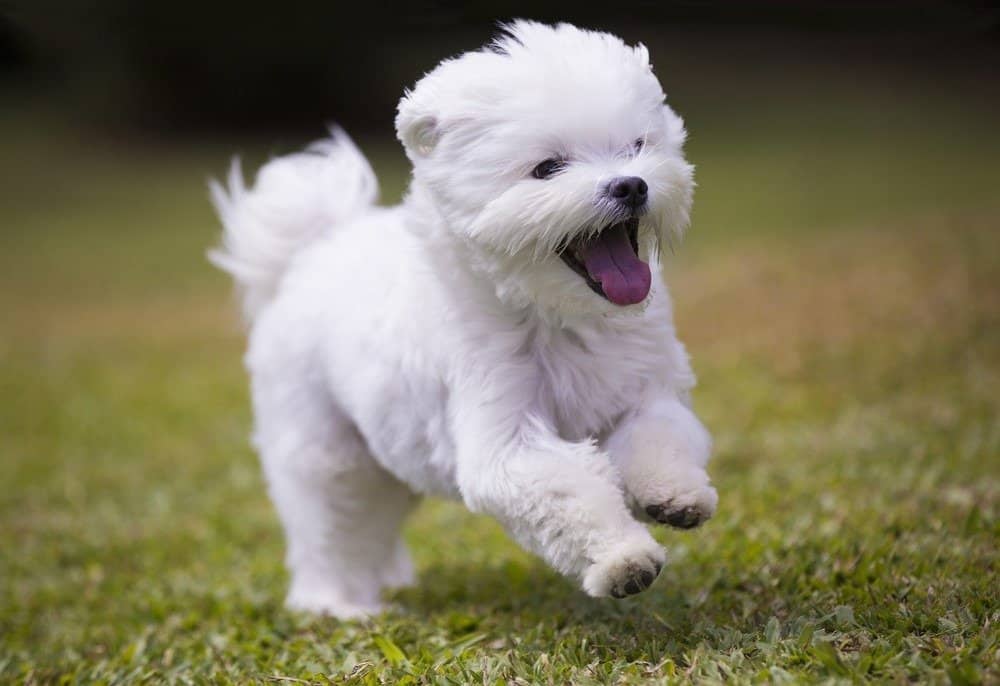 Maltese puppy running on grass