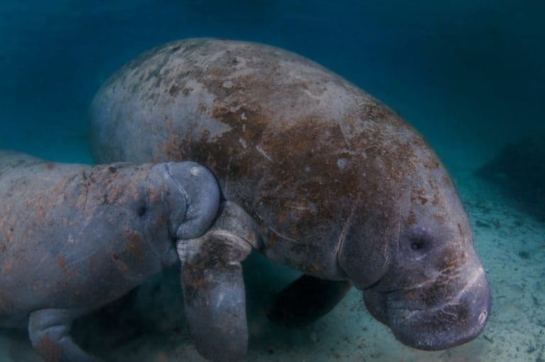 A young manatee calf nursing from it's mother