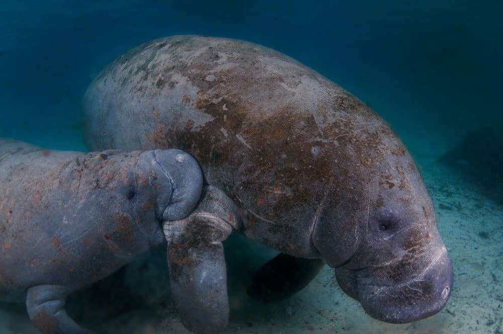 A young manatee calf nursing from it's mother