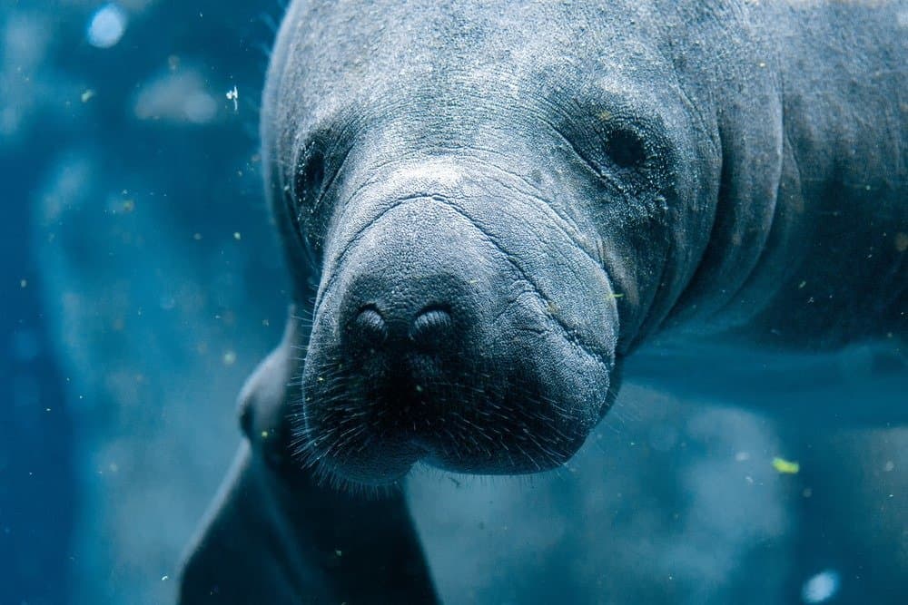 Manatee - A-Z Animals