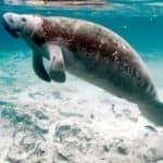 Manatees are very large, gray sea creatures who spend much of their time grazing on vegetation in shallow water.