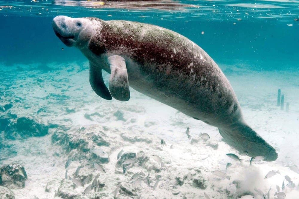 The gray manatee has a wrinkled face and head, a flat, paddle-like tail 