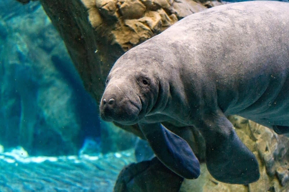 Manatee close up portrait underwater