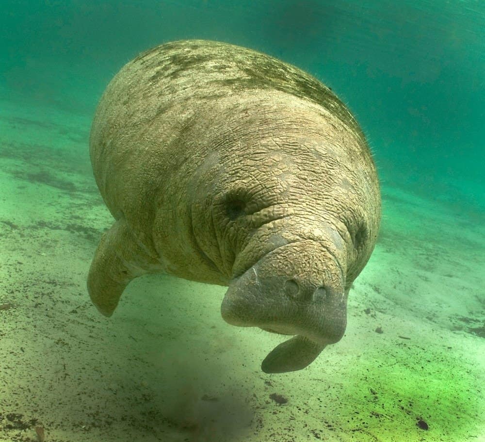 manatee eating plants