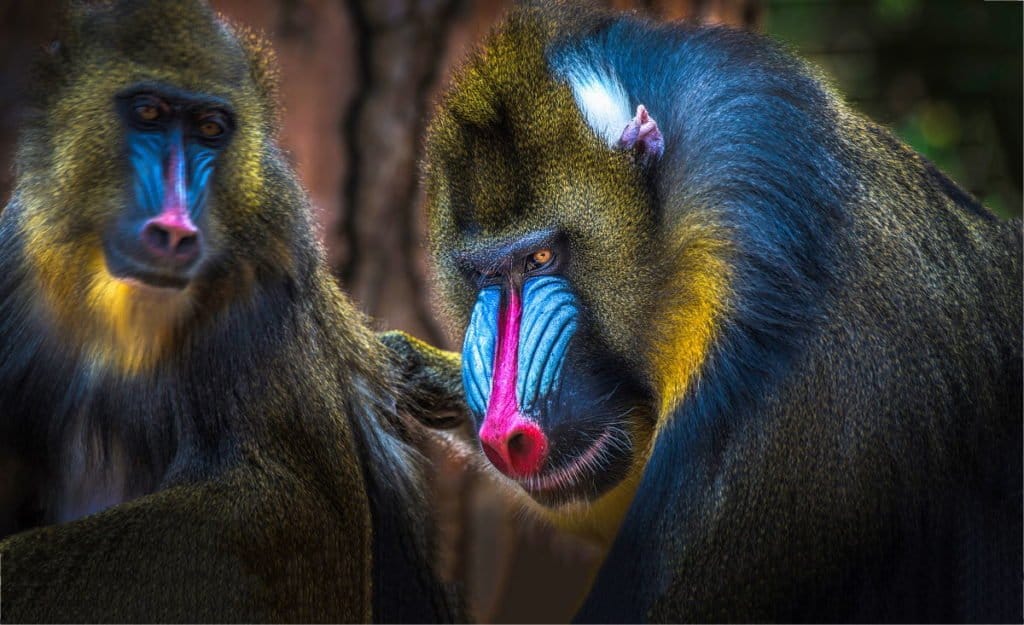 red and blue faced monkey