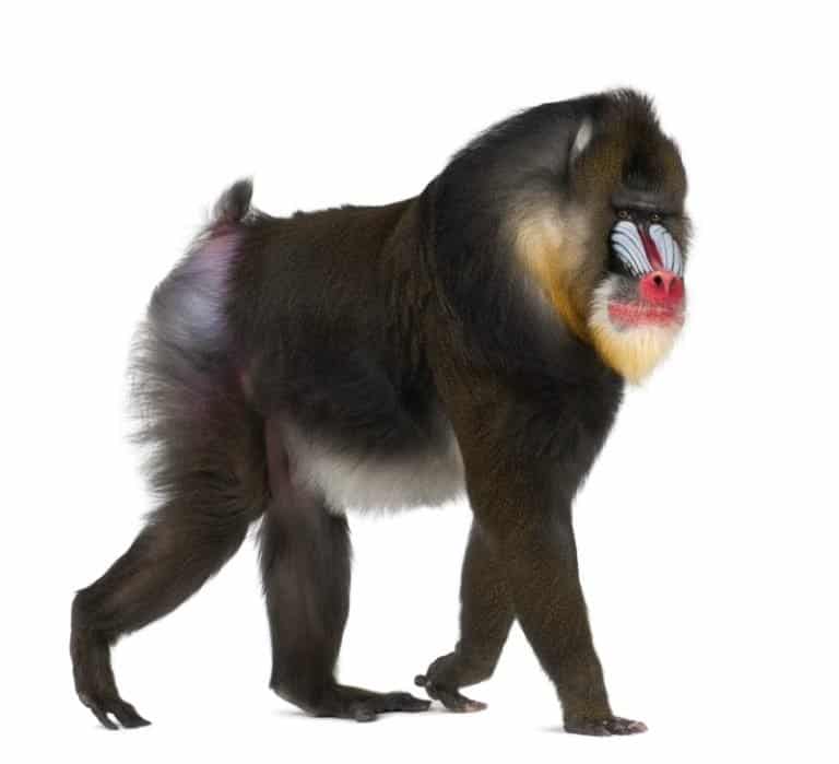 Mandrill on an isolated background