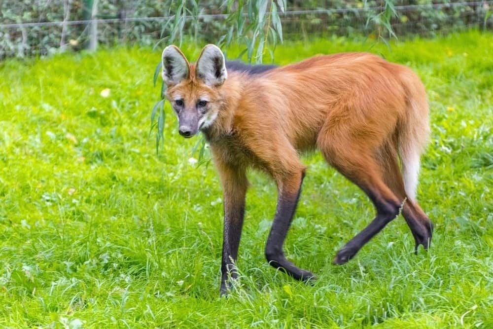 Maned wolf (Chrysocyon brachyurus) walking in the grass