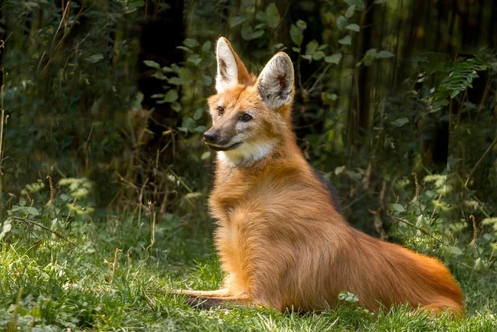 Maned wolf lying in the grass in front of trees