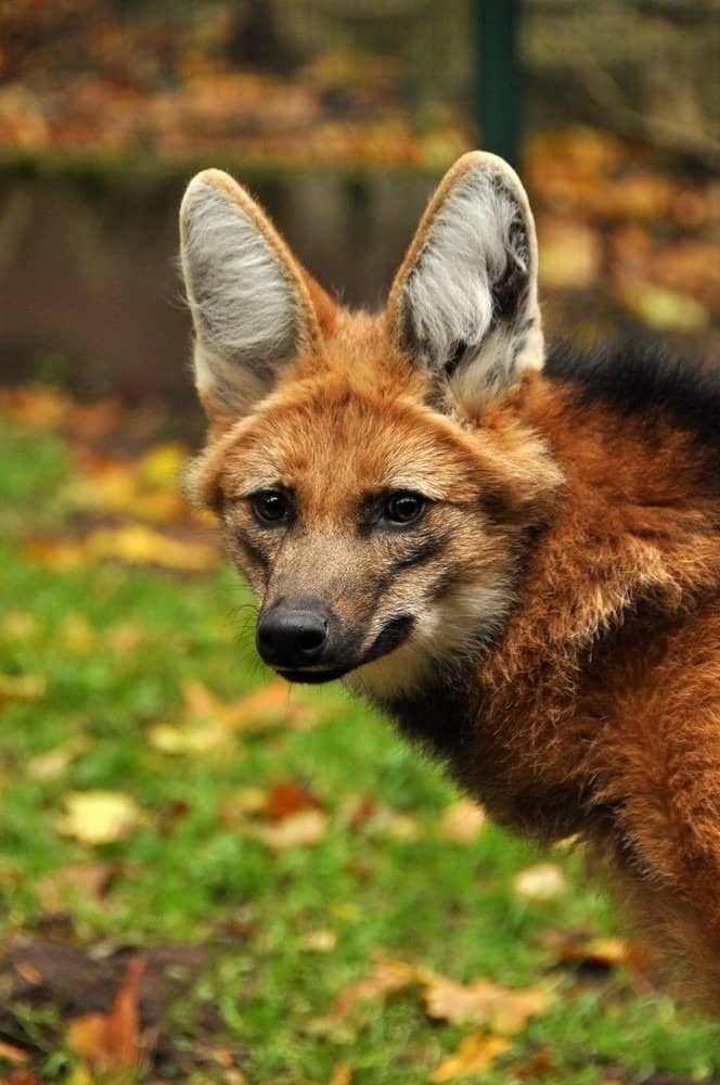 Maned wolf on a grass field
