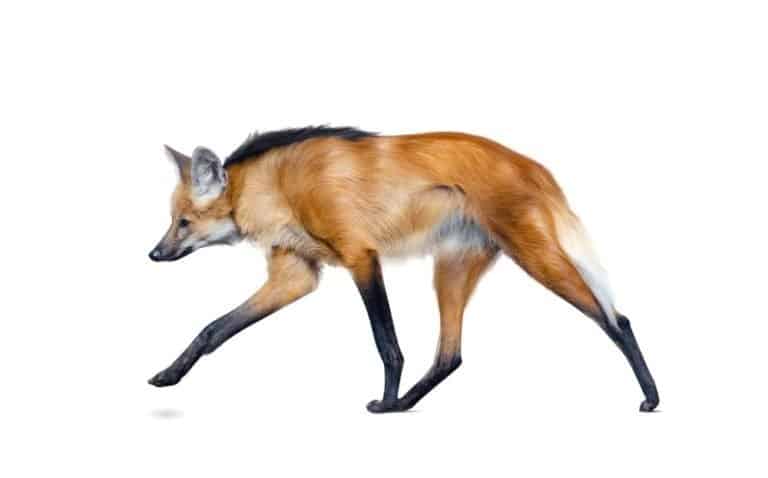 Maned wolf walking isolated over a white background