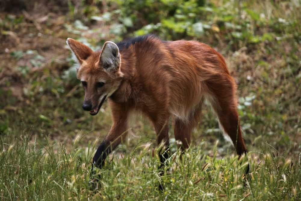 Maned wolf walking in grass