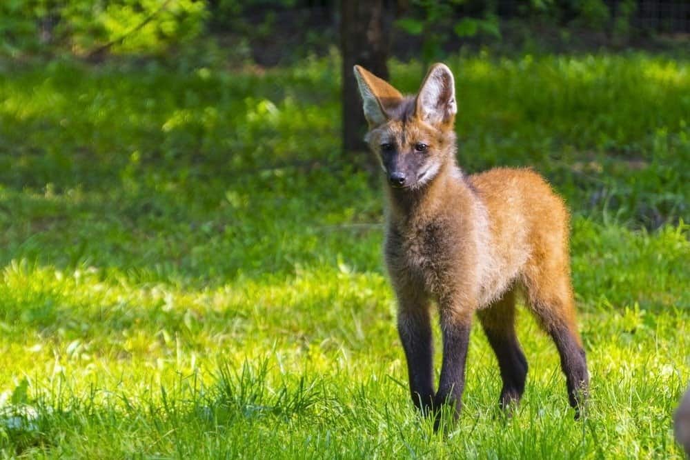 Maned Wolf puppy standing on grass