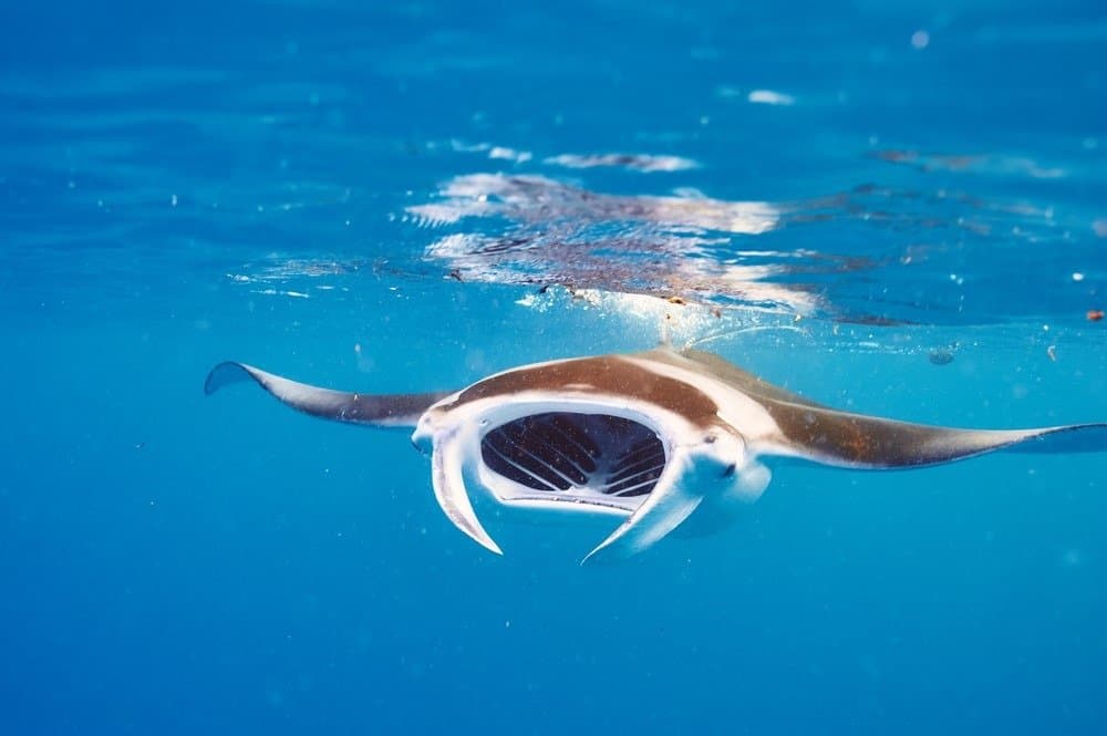 Mantarraya flotando bajo el agua entre plancton.