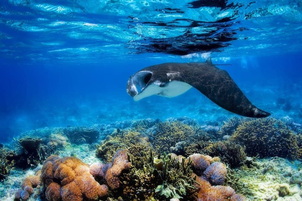 Manta ray filter feeding above a coral reef in the blue Komodo waters