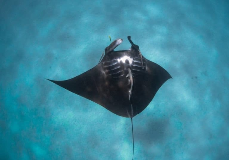 Baby Manta Ray shows its beautiful belly pattern to diver above, tropical blue water, Ningaloo Reef, Western Australia