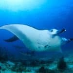 Manta ray