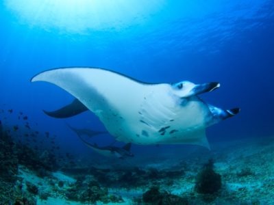 A Manta Ray