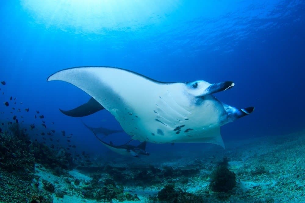 Reef Manta Rays in a mating formation with several males following a mature female, Komodo National Park, Indonesia