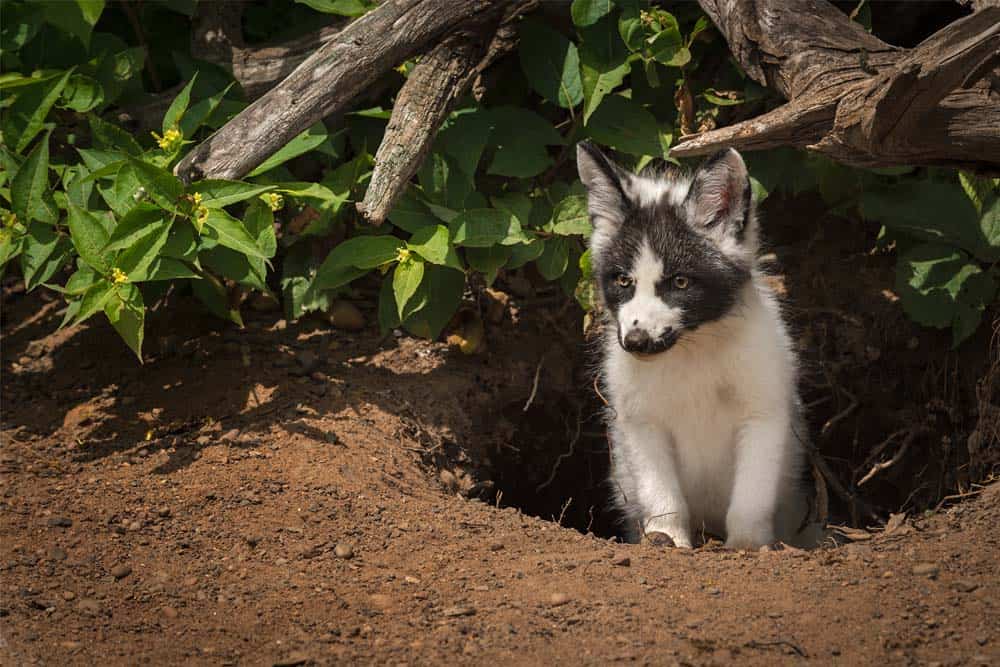 kit fox emerging from burrow