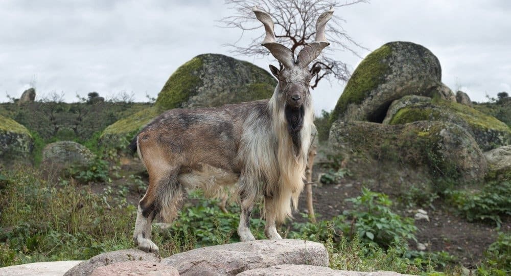 Male Turkmenian Markhor stand on rocks