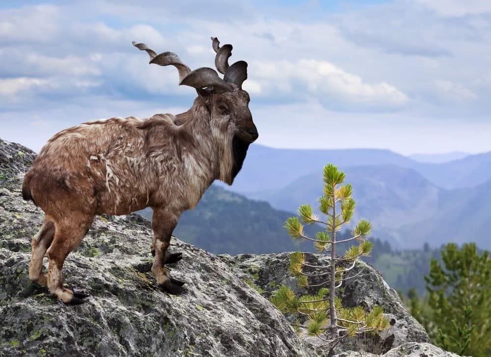 Markhor Animal Facts | Capra falconeri | AZ Animals