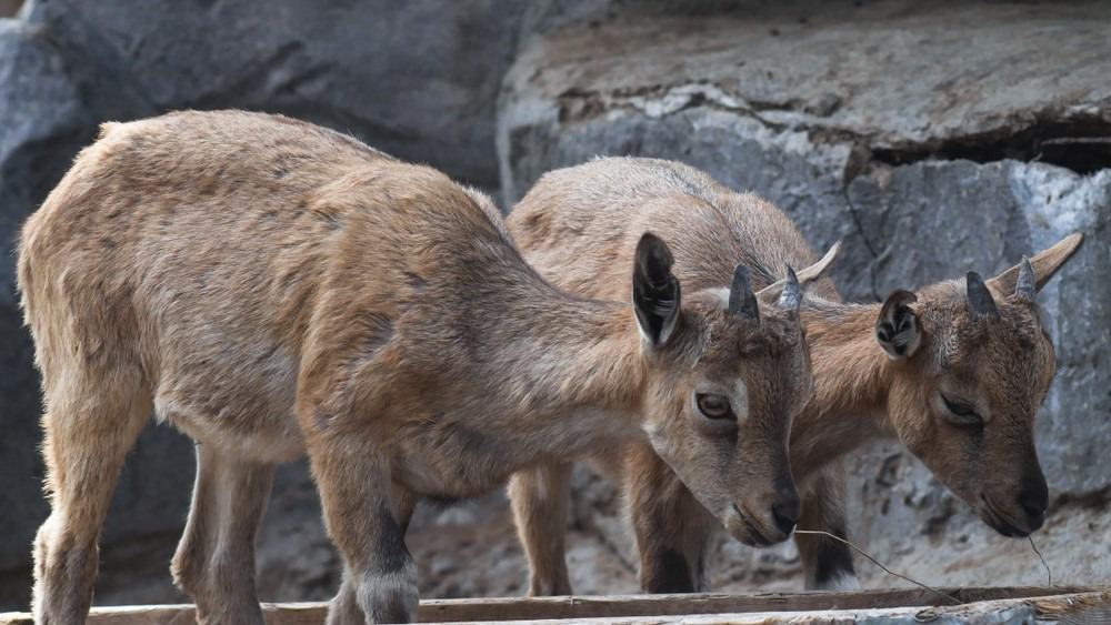 Pair of young cubs of markhors searching for the food. Two little goats