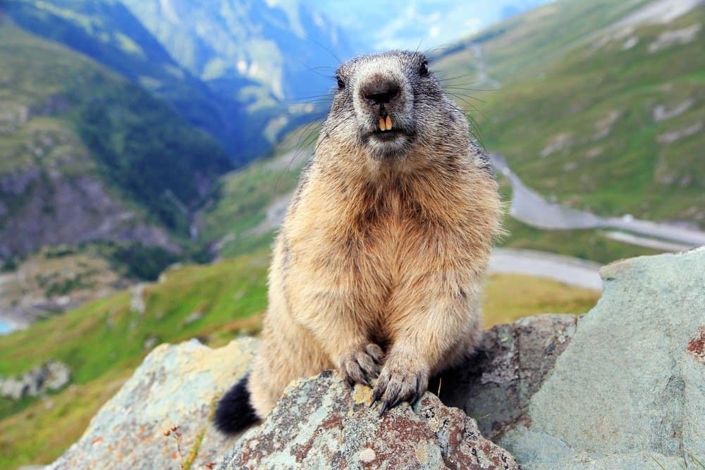 Marmot - A-Z Animals