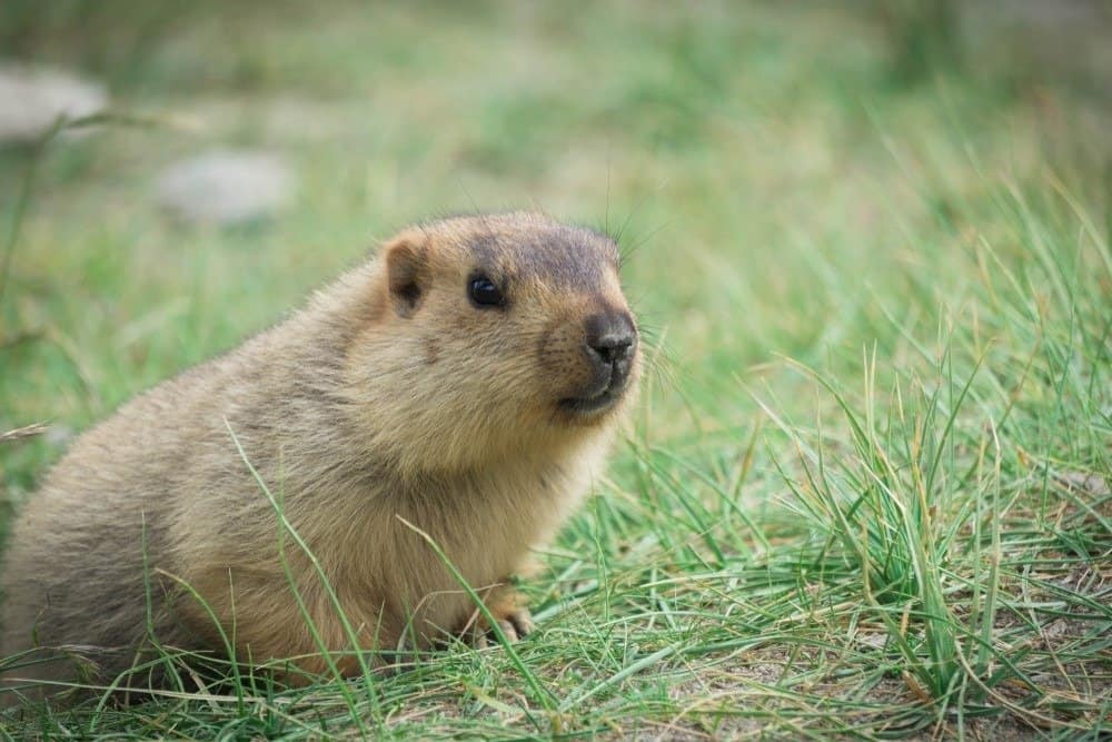Marmotte sur l'herbe