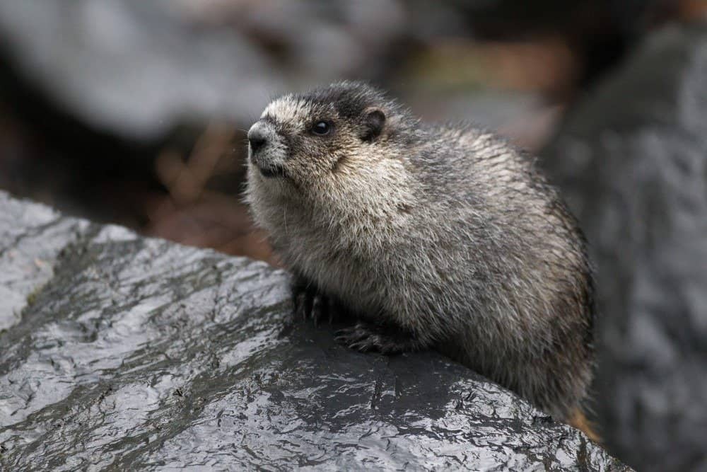 Hoary marmot near the glacier of Valdez