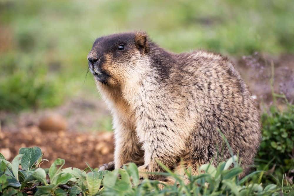 Black-capped marmot