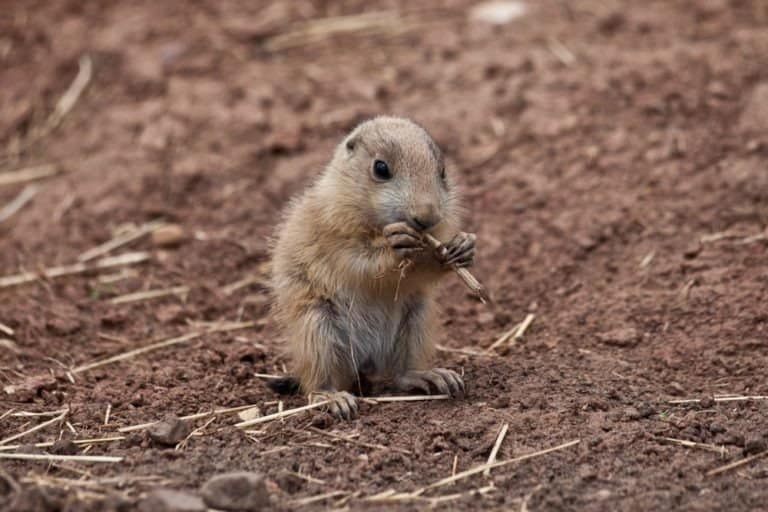 Baby Marmot eating straw