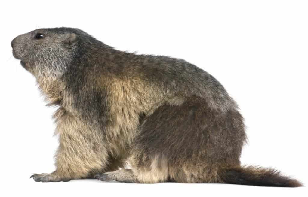 Alpine Marmot - (4 years old) in front of white background