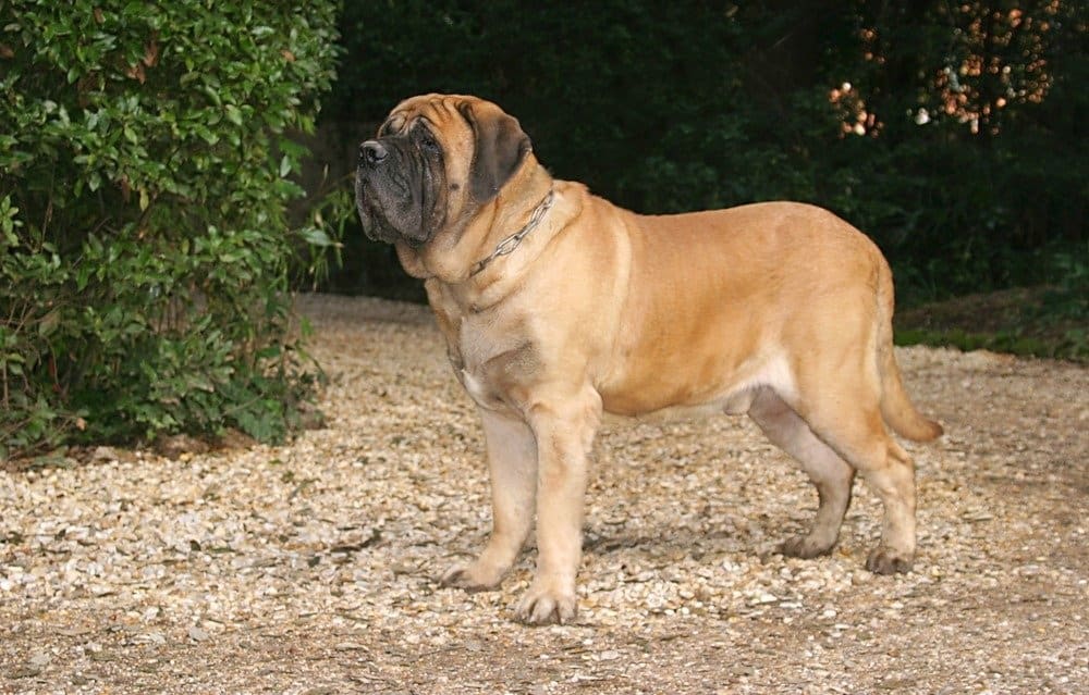 Portrait of a Mastiff Dog in outdoors.