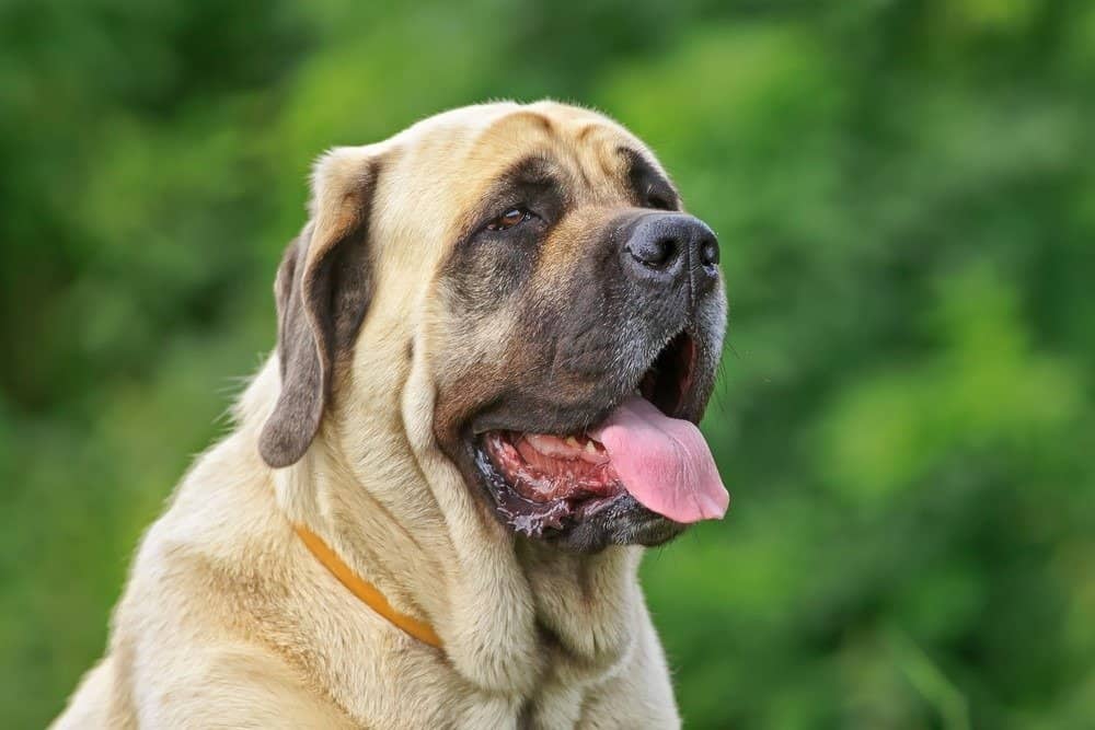 how much do english mastiffs shed