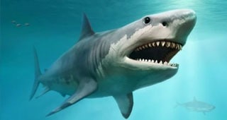 Megalodon Facts - Megalodon