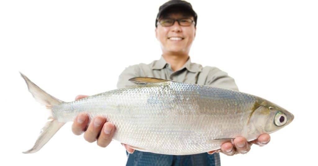 happy fisherman showing big milkfish