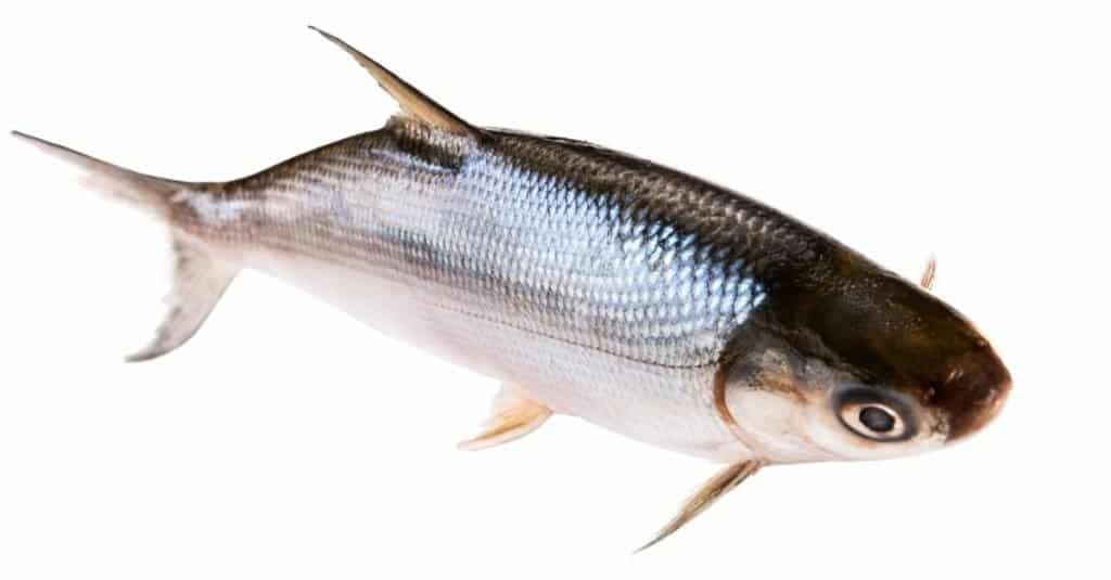 Milkfish isolated on white background