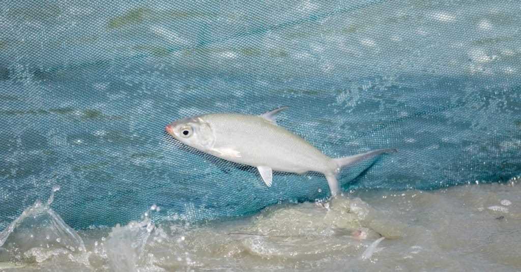 Milkfish in fish farm industry of Thailand