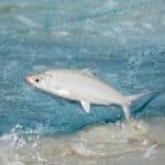 Milkfish