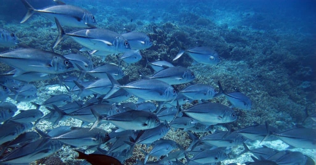 A big school of milkfish