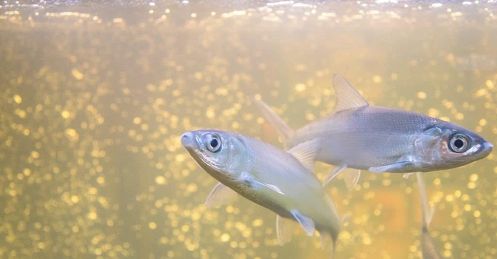 Schooling Milkfish of fish farming