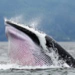 Common Minke Whale