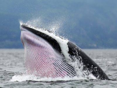 Minke Whale Picture